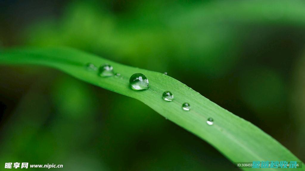 探索植物叶片光亮的秘密：自然界的奇迹 (探索植物叶片的特点)