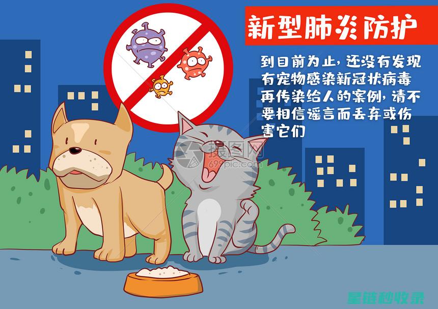 宠物安全防护全攻略：打造安心的爱宠生活 (宠物安全防护网)