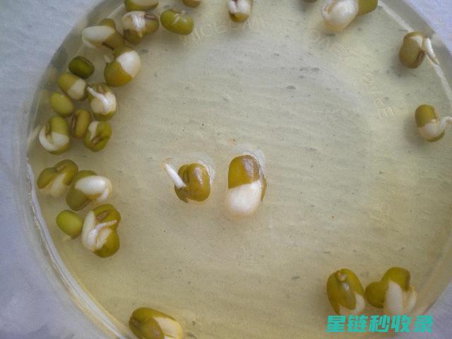 《绿豆发芽：探寻自然界的神奇现象》 (绿豆发芽了还能吃吗)