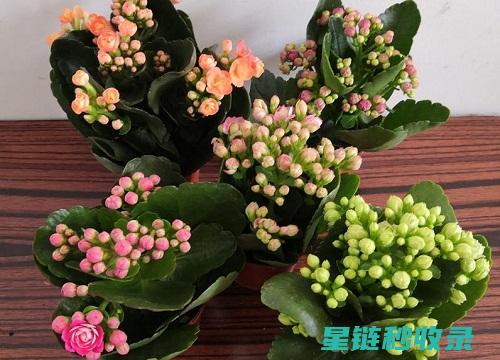 延长鲜花花期：病虫害防治的全方位措施 (延长鲜花花期的方法)