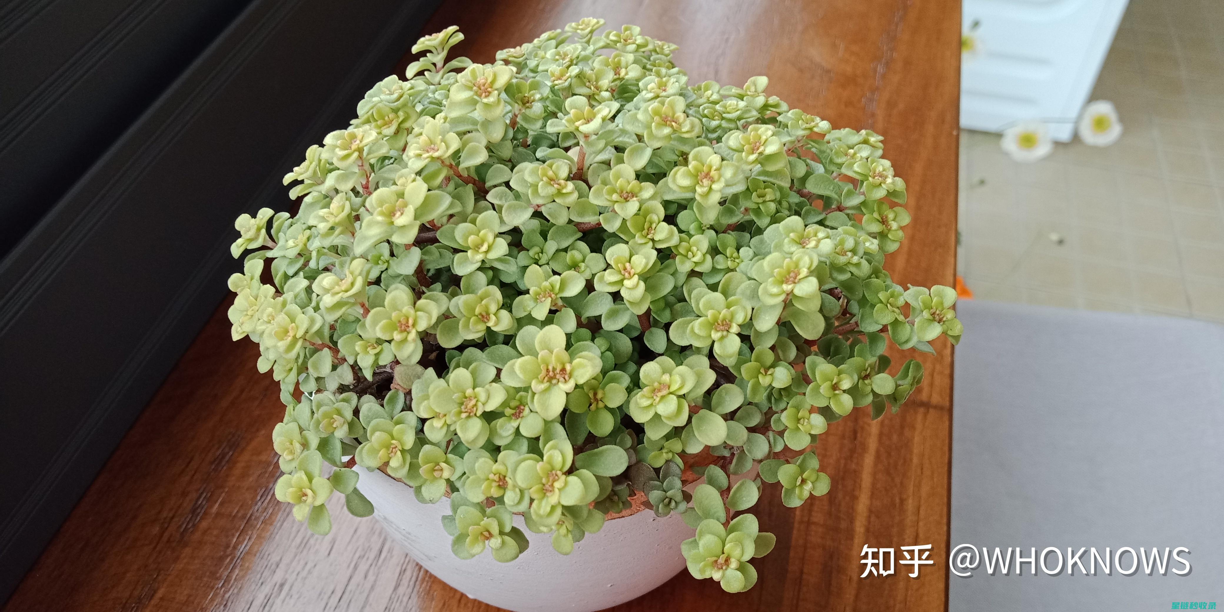 多肉植物养护：如何应对多肉的休眠期 (魔法师多肉植物养护)