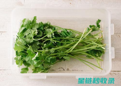 香菜怎么保存才不会烂？这个方法绝了！ (香菜怎么保存时间长还新鲜)