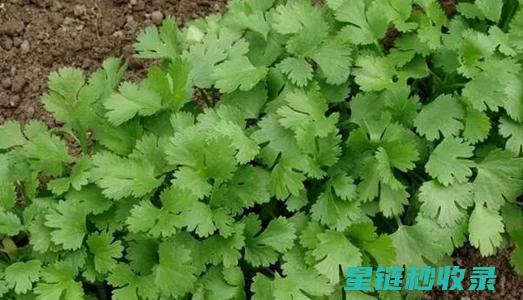 香菜保存有绝招？看看这个神奇的方法！ (香菜保存有绝味吗)