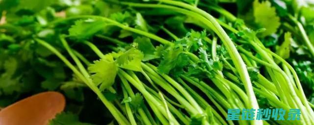 香菜难保存？这个方法太绝了！ (香菜长久保存)