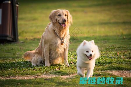 宠物碗清洁方法大盘点：适合各种材质的清洁方式 (宠物碗清洁方法视频)